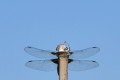 Bambou volant